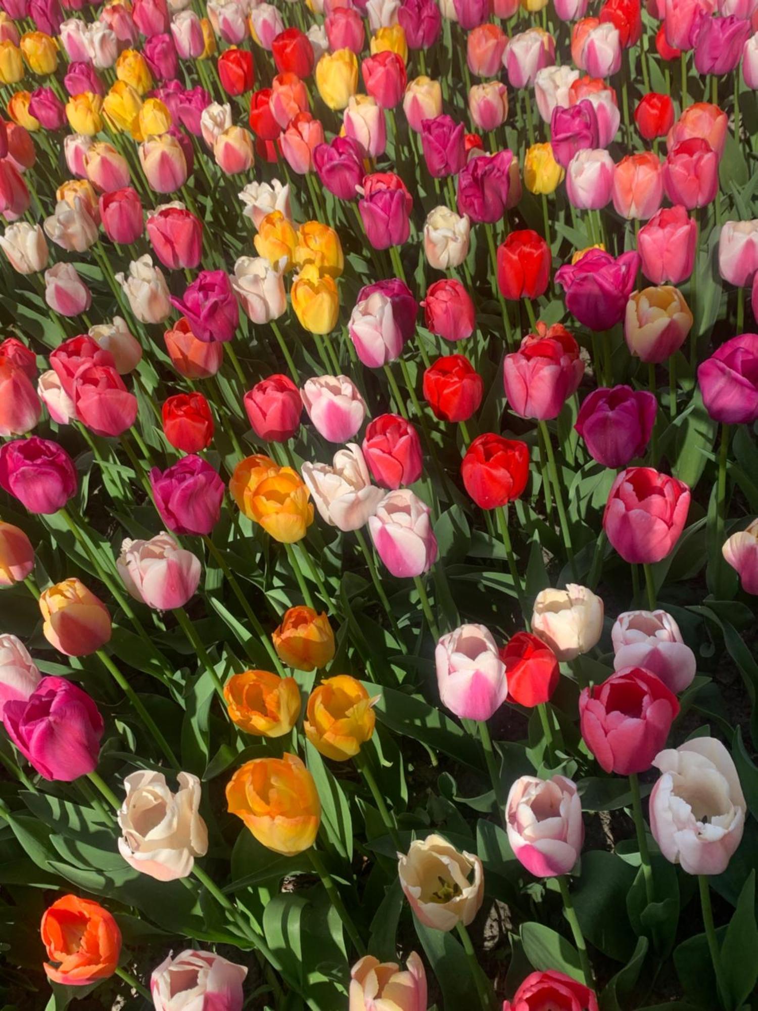 مبيت وإفطار 't Zand Bloem & Bed المظهر الخارجي الصورة