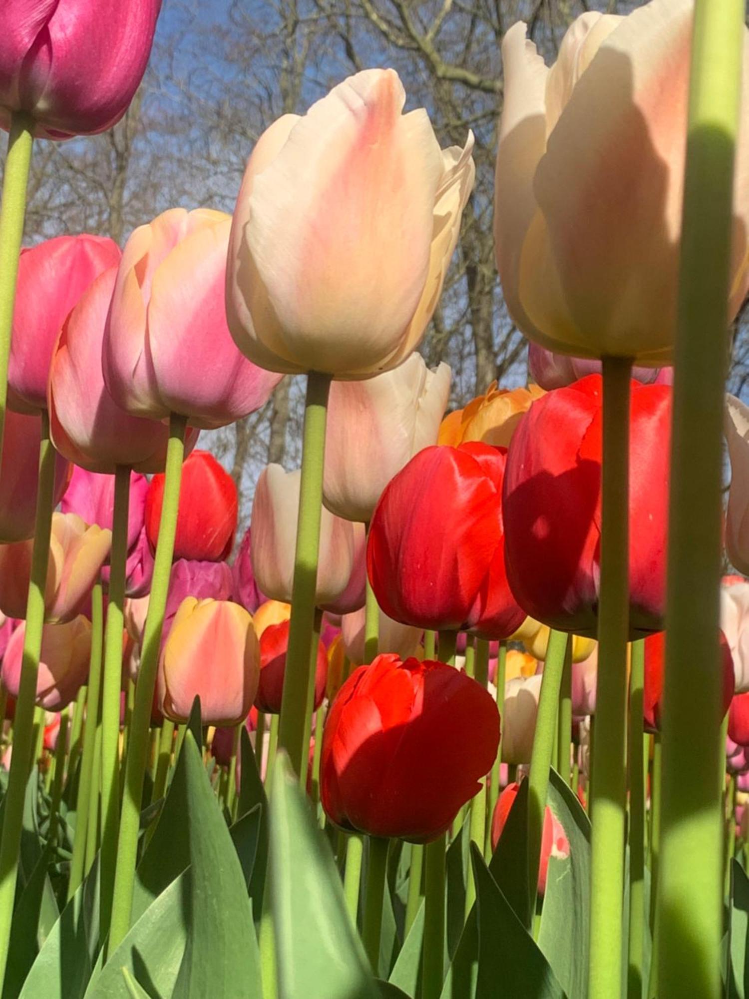 مبيت وإفطار 't Zand Bloem & Bed المظهر الخارجي الصورة